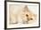 Birman-null-Framed Photographic Print