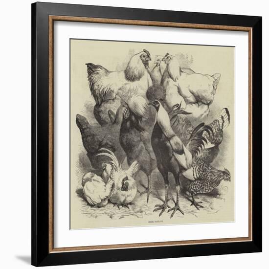 Birmingham Show, Prize Poultry-Harrison William Weir-Framed Giclee Print