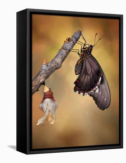 Birth of a Swallowtail-Jimmy Hoffman-Framed Premier Image Canvas