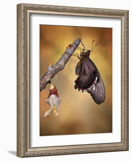 Birth of a Swallowtail-Jimmy Hoffman-Framed Photographic Print