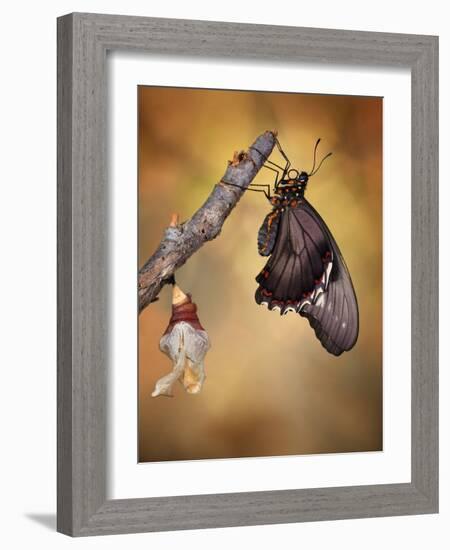 Birth of a Swallowtail-Jimmy Hoffman-Framed Photographic Print