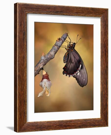 Birth of a Swallowtail-Jimmy Hoffman-Framed Photographic Print