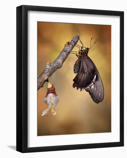 Birth of a Swallowtail-Jimmy Hoffman-Framed Photographic Print