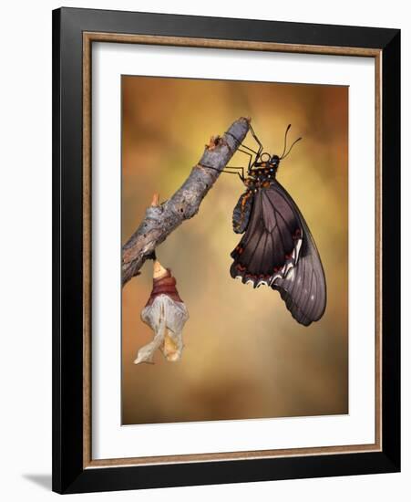 Birth of a Swallowtail-Jimmy Hoffman-Framed Photographic Print