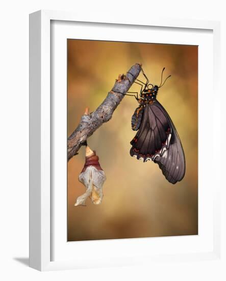 Birth of a Swallowtail-Jimmy Hoffman-Framed Photographic Print