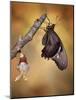 Birth of a Swallowtail-Jimmy Hoffman-Mounted Photographic Print