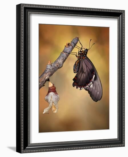 Birth of a Swallowtail-Jimmy Hoffman-Framed Photographic Print