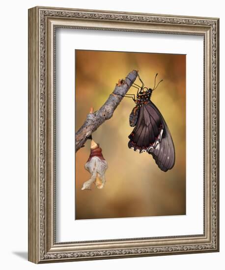 Birth of a Swallowtail-Jimmy Hoffman-Framed Photographic Print