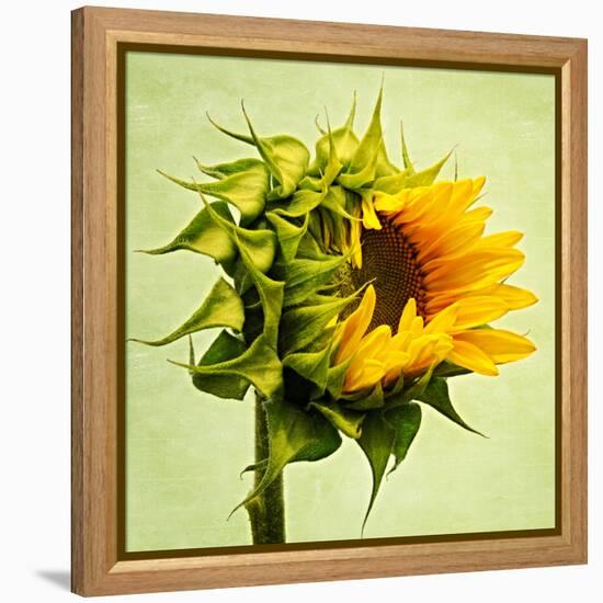 Birth-Philippe Sainte-Laudy-Framed Premier Image Canvas