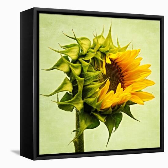 Birth-Philippe Sainte-Laudy-Framed Premier Image Canvas