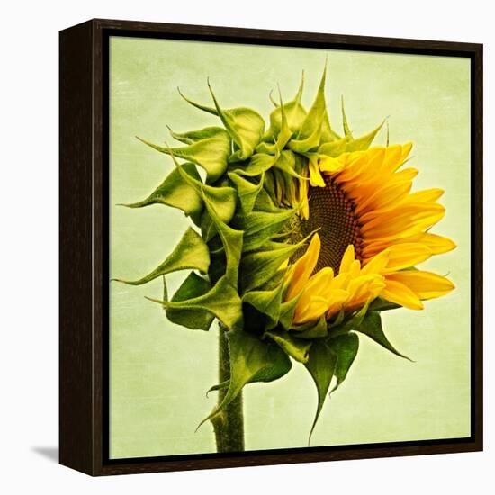 Birth-Philippe Sainte-Laudy-Framed Premier Image Canvas