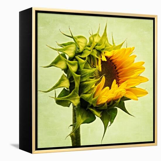 Birth-Philippe Sainte-Laudy-Framed Premier Image Canvas