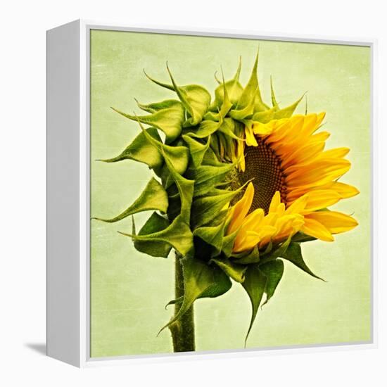 Birth-Philippe Sainte-Laudy-Framed Premier Image Canvas