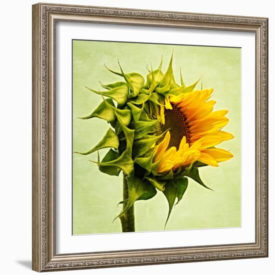 Birth-Philippe Sainte-Laudy-Framed Premium Photographic Print