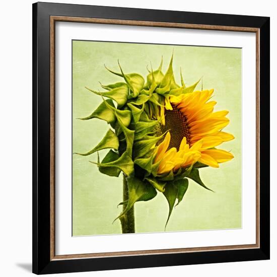 Birth-Philippe Sainte-Laudy-Framed Premium Photographic Print