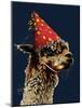 Birthday Alpaca on Midnight Blue, 2020, (Pen and Ink)-Mike Davis-Mounted Giclee Print