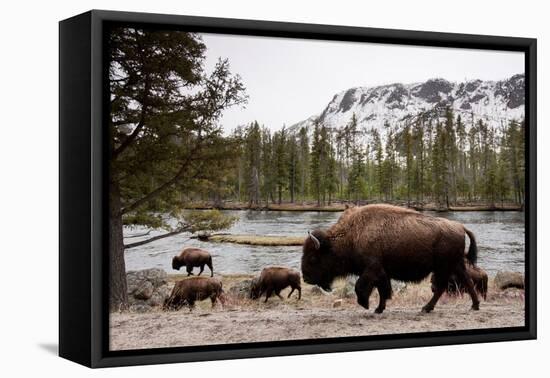 Bishon, Yellowstone National Park, Wyoming-Paul Souders-Framed Premier Image Canvas