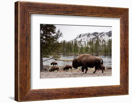 Bishon, Yellowstone National Park, Wyoming-Paul Souders-Framed Photographic Print
