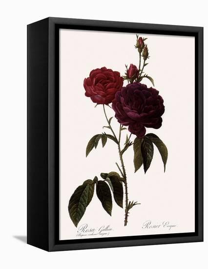 Bishop Rose-Pierre Joseph Redoute-Framed Premier Image Canvas