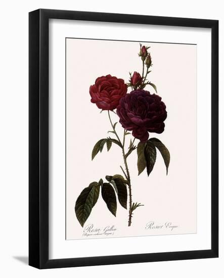 Bishop Rose-Pierre Joseph Redoute-Framed Giclee Print