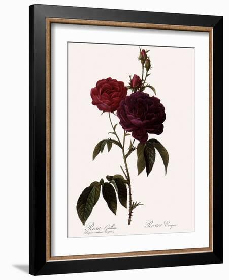 Bishop Rose-Pierre Joseph Redoute-Framed Giclee Print