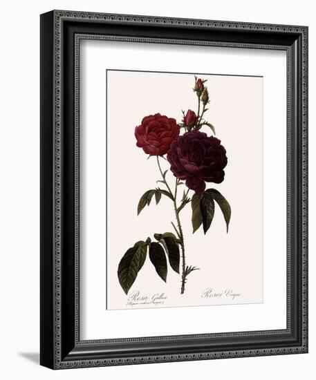 Bishop Rose-Pierre Joseph Redoute-Framed Giclee Print