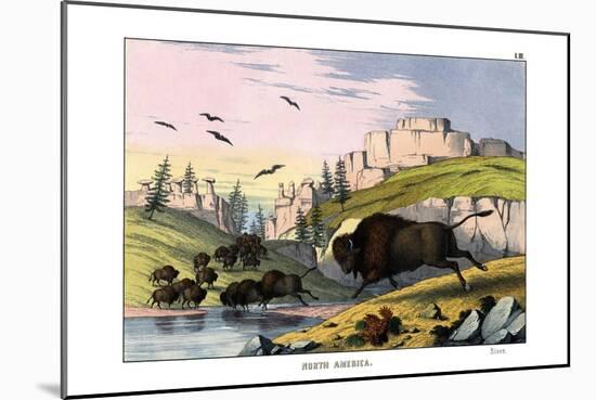 Bison, 1860-null-Mounted Giclee Print