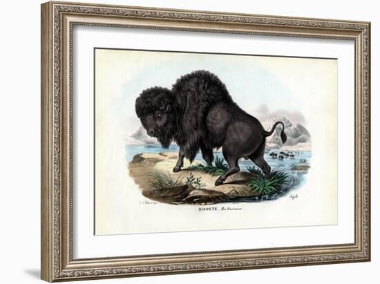 Bison, 1863-79-Raimundo Petraroja-Framed Giclee Print