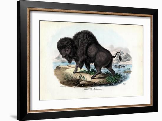 Bison, 1863-79-Raimundo Petraroja-Framed Giclee Print