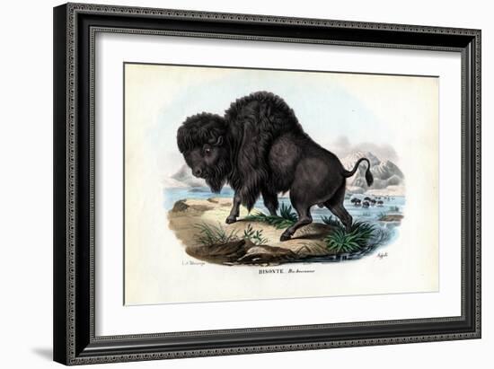 Bison, 1863-79-Raimundo Petraroja-Framed Giclee Print