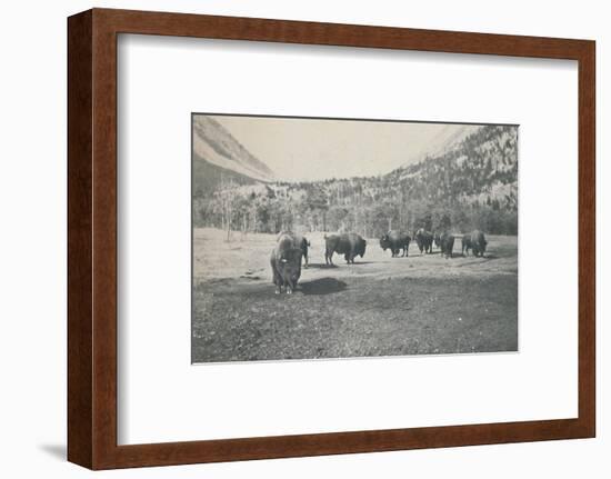 'Bison', 1916-Unknown-Framed Photographic Print