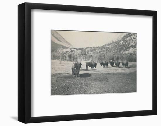 'Bison', 1916-Unknown-Framed Photographic Print