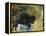 Bison 1-Sokol-Hohne-Framed Stretched Canvas