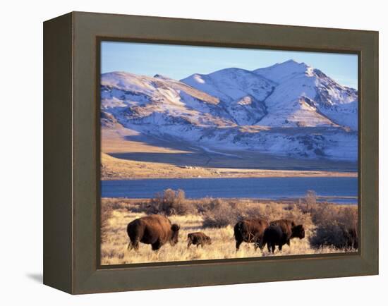 Bison above Great Salt Lake, Antelope Island State Park, Utah, USA-Scott T. Smith-Framed Premier Image Canvas
