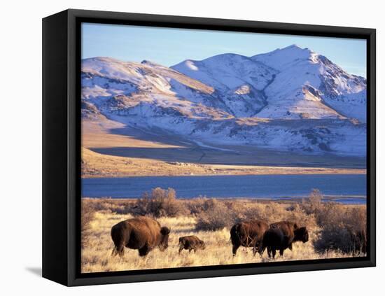 Bison above Great Salt Lake, Antelope Island State Park, Utah, USA-Scott T. Smith-Framed Premier Image Canvas