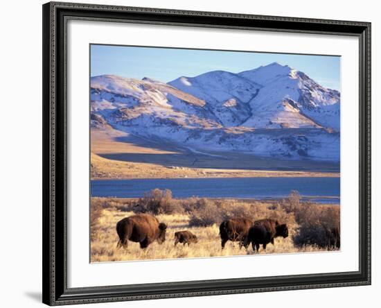 Bison above Great Salt Lake, Antelope Island State Park, Utah, USA-Scott T. Smith-Framed Photographic Print