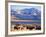 Bison above Great Salt Lake, Antelope Island State Park, Utah, USA-Scott T. Smith-Framed Photographic Print