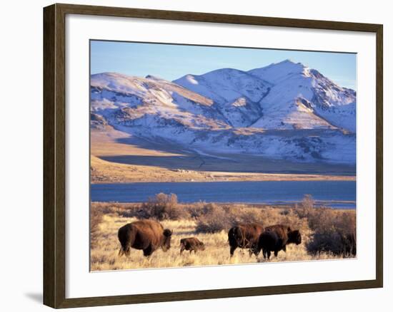 Bison above Great Salt Lake, Antelope Island State Park, Utah, USA-Scott T. Smith-Framed Photographic Print