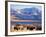 Bison above Great Salt Lake, Antelope Island State Park, Utah, USA-Scott T. Smith-Framed Photographic Print