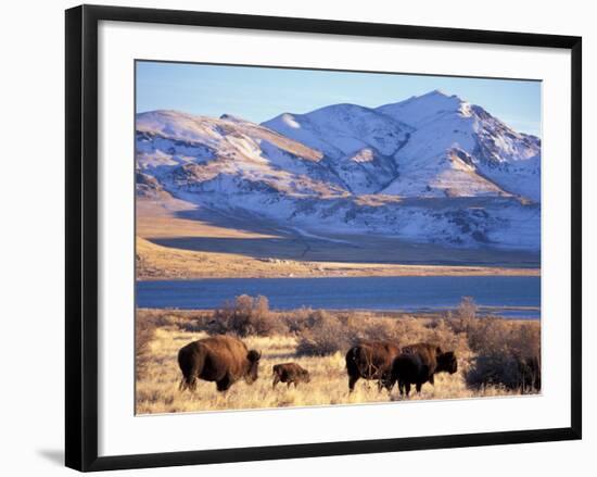 Bison above Great Salt Lake, Antelope Island State Park, Utah, USA-Scott T. Smith-Framed Photographic Print