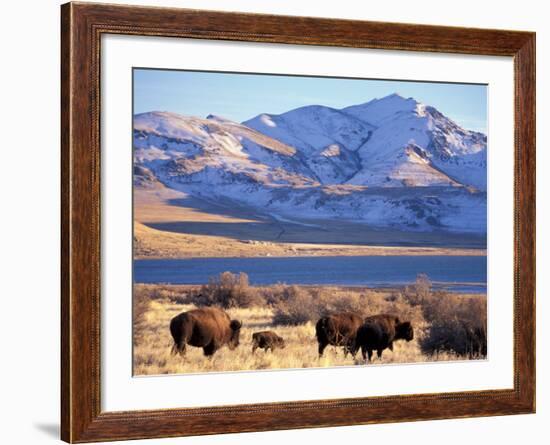 Bison above Great Salt Lake, Antelope Island State Park, Utah, USA-Scott T. Smith-Framed Photographic Print