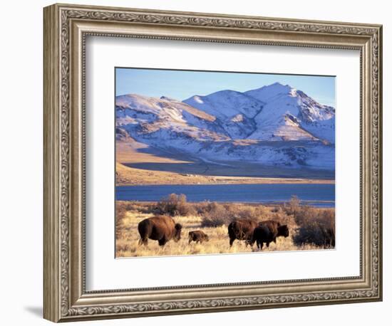 Bison above Great Salt Lake, Antelope Island State Park, Utah, USA-Scott T. Smith-Framed Photographic Print