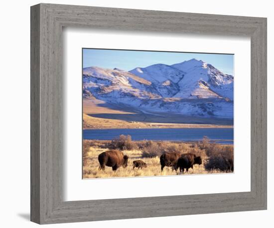 Bison above Great Salt Lake, Antelope Island State Park, Utah, USA-Scott T. Smith-Framed Photographic Print