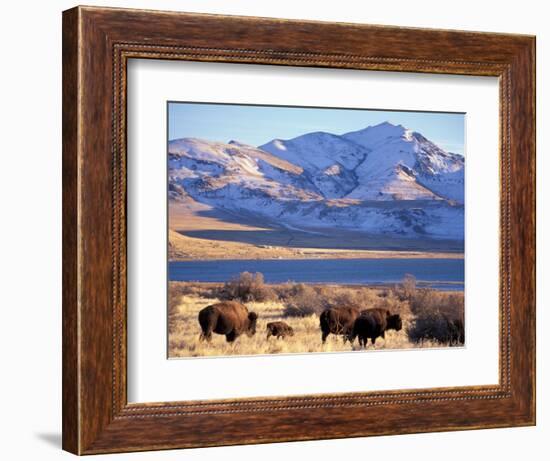 Bison above Great Salt Lake, Antelope Island State Park, Utah, USA-Scott T. Smith-Framed Photographic Print