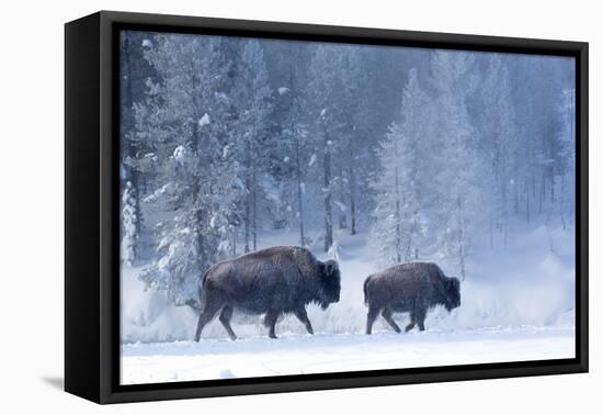 Bison and calf walking through snow, Yellowstone-Danny Green-Framed Premier Image Canvas