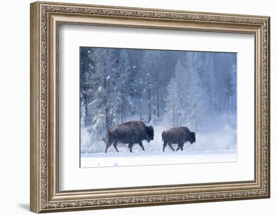 Bison and calf walking through snow, Yellowstone-Danny Green-Framed Photographic Print