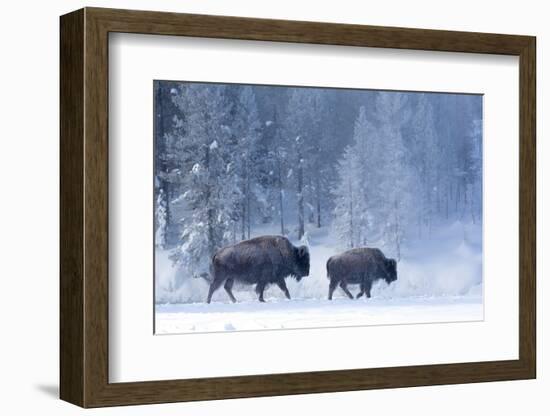 Bison and calf walking through snow, Yellowstone-Danny Green-Framed Photographic Print