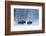 Bison and calf walking through snow, Yellowstone-Danny Green-Framed Photographic Print