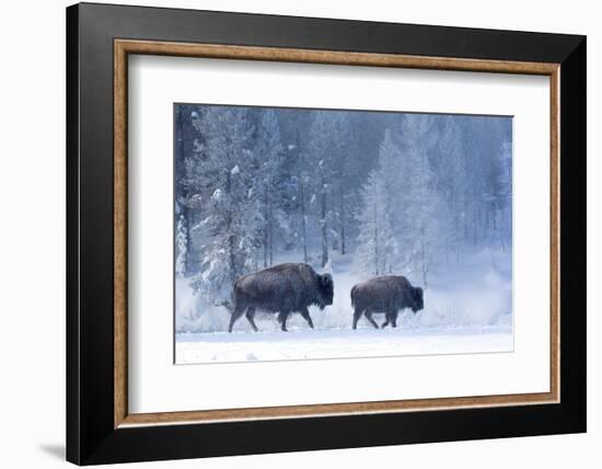 Bison and calf walking through snow, Yellowstone-Danny Green-Framed Photographic Print