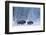 Bison and calf walking through snow, Yellowstone-Danny Green-Framed Photographic Print